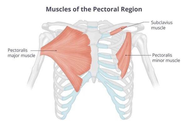 female chest Structure