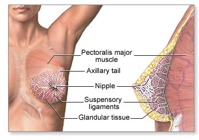Female Chest Anatomy